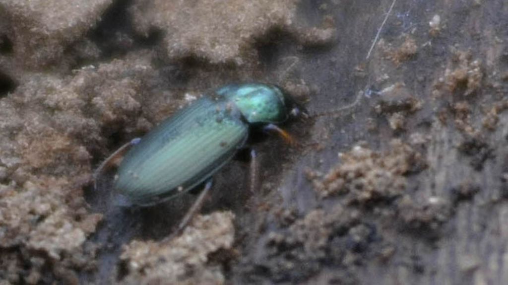 Piccolo carabide verde: Harpalus distinguendus (cf)